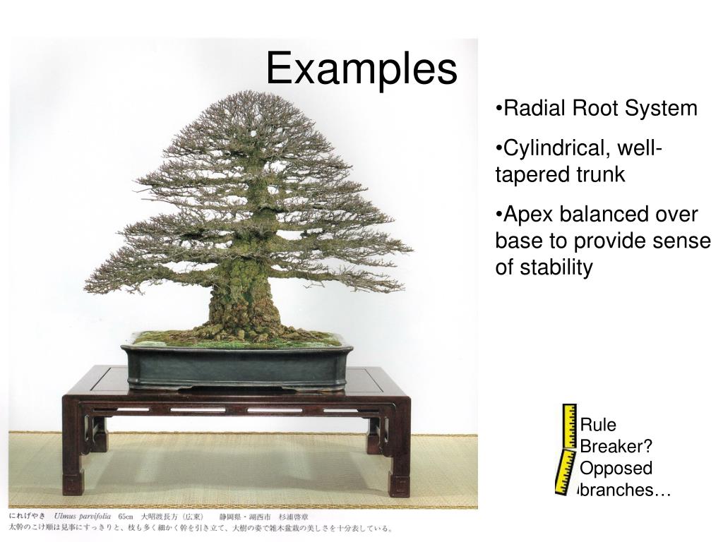 PPT Informal Upright Bonsai PowerPoint Presentation, free download