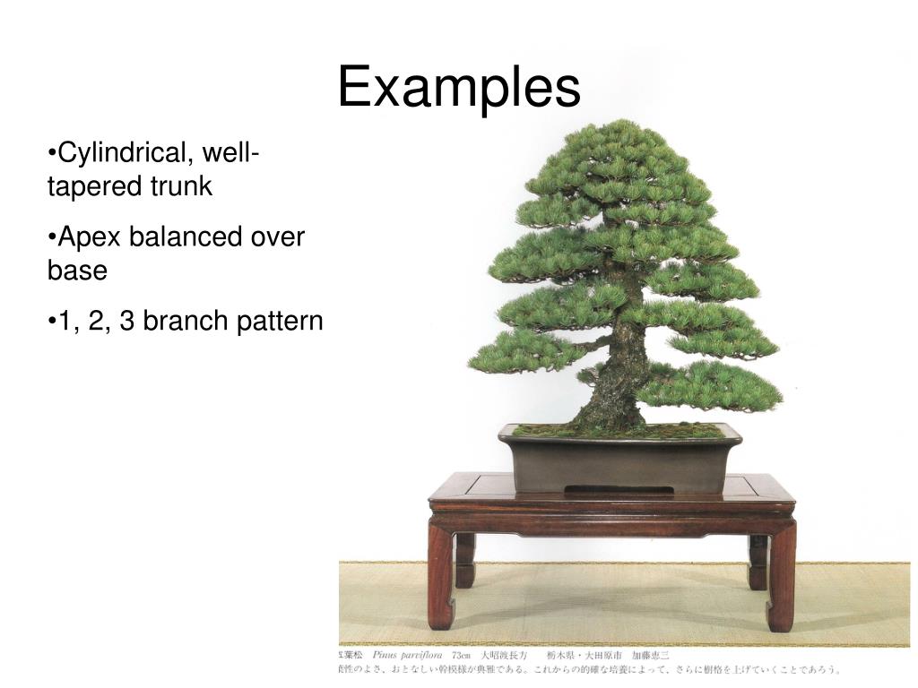 PPT Informal Upright Bonsai PowerPoint Presentation, free download