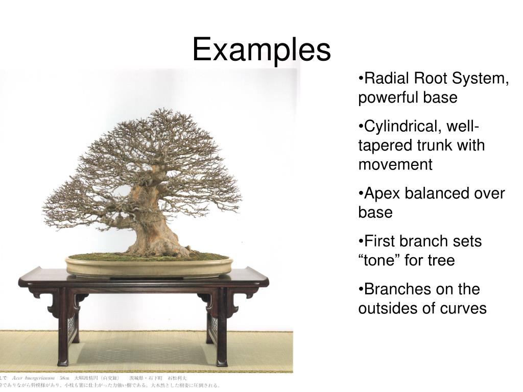 PPT Informal Upright Bonsai PowerPoint Presentation, free download