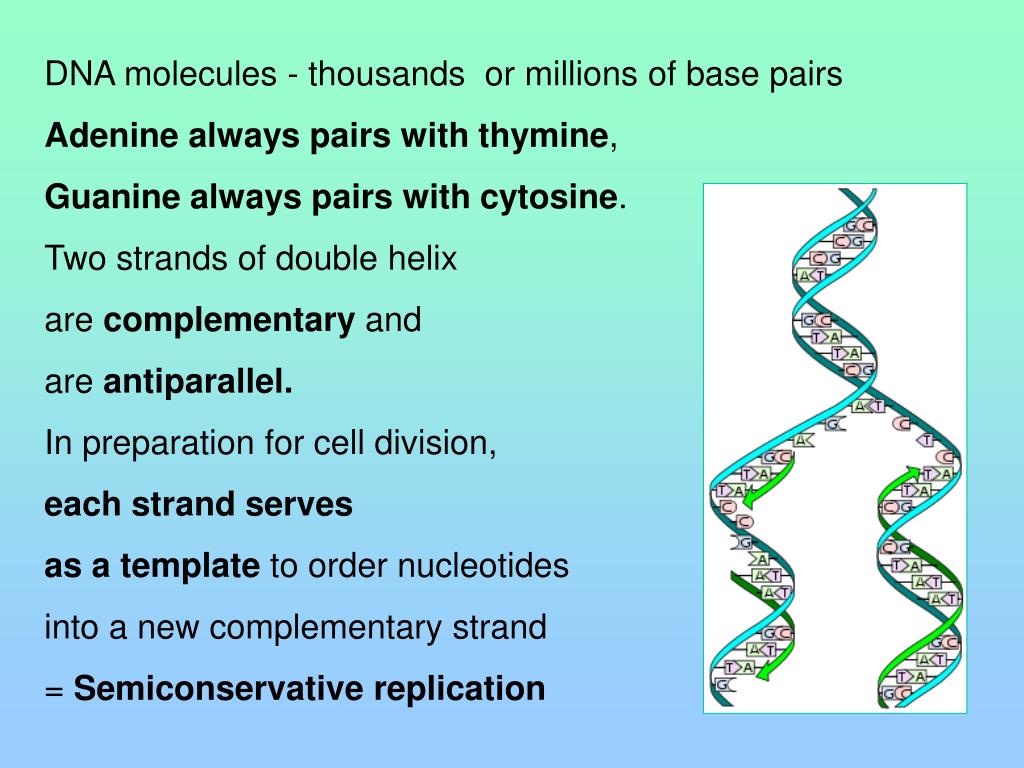 PPT Molecular base of Inheritance DNA PowerPoint Presentation, free