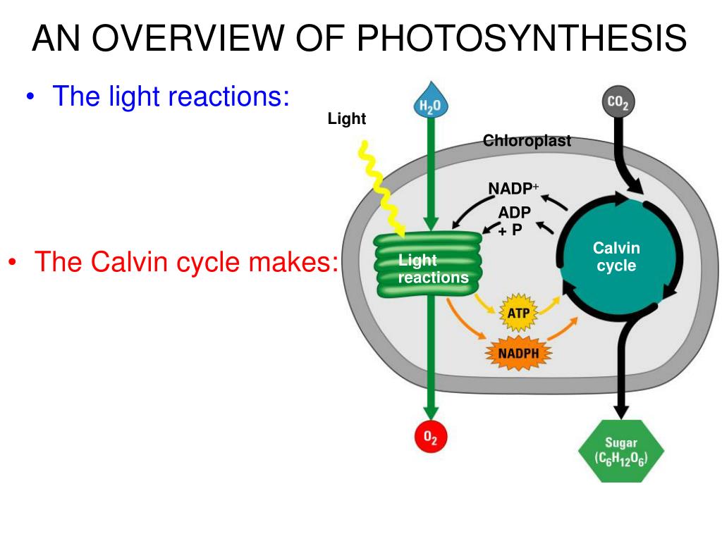 PPT Almost all plants are photosynthetic autotrophs, as are some bacteria and protists