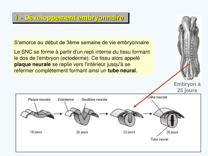 PPT Anatomie fonctionnelle du système nerveux PowerPoint Presentation