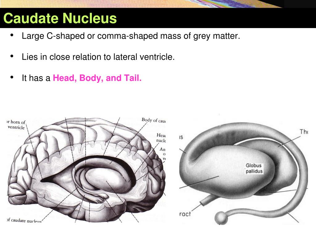 PPT Basal Nuclei (Ganglia) PowerPoint Presentation, free download