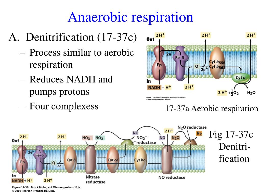 PPT Anaerobic respiration PowerPoint Presentation, free download ID