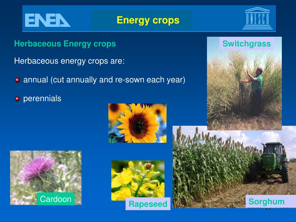 PPT Biomass resources characterization and biofuels PowerPoint