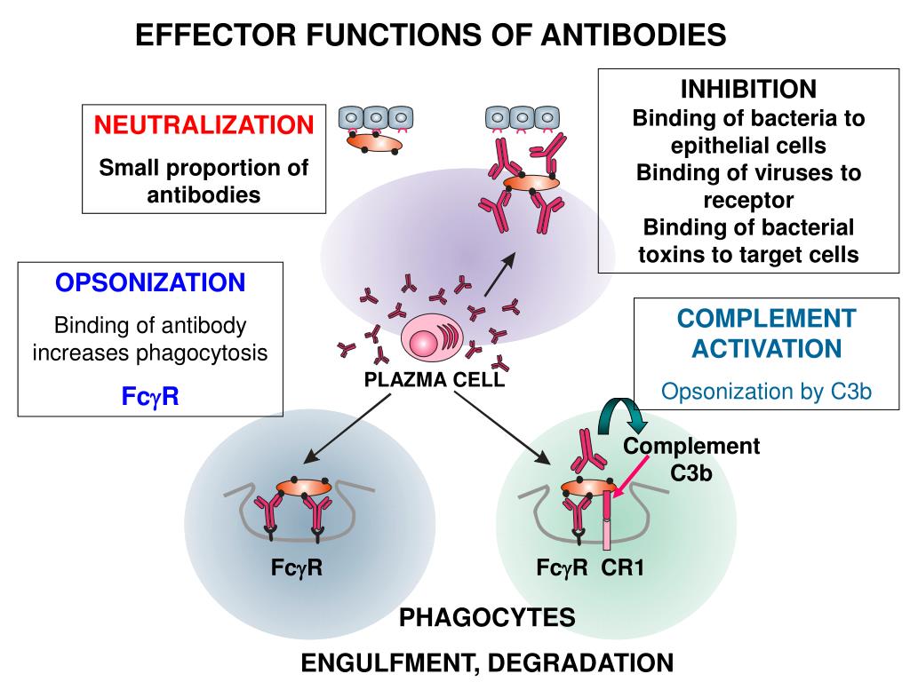 PPT ISOTYPE SWITCH PowerPoint Presentation, free download ID5972749