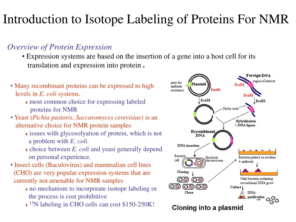 PPT Overview of Protein Expression PowerPoint Presentation, free download ID5977651