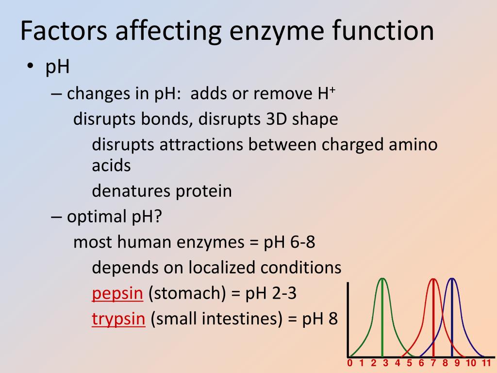 PPT Enzyme Structure & Function PowerPoint Presentation, free