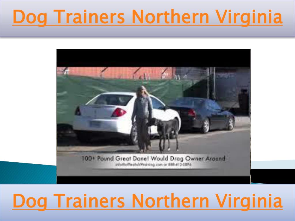 PPT Dog Trainers Northern Virginia PowerPoint Presentation, free