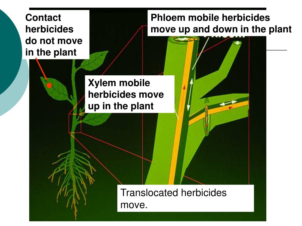 PPT Herbicide Mode of Action PowerPoint Presentation, free download