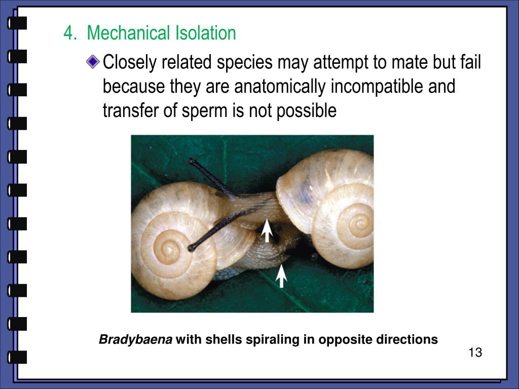 PPT CHAPTER 24 PowerPoint Presentation, free download ID5991795