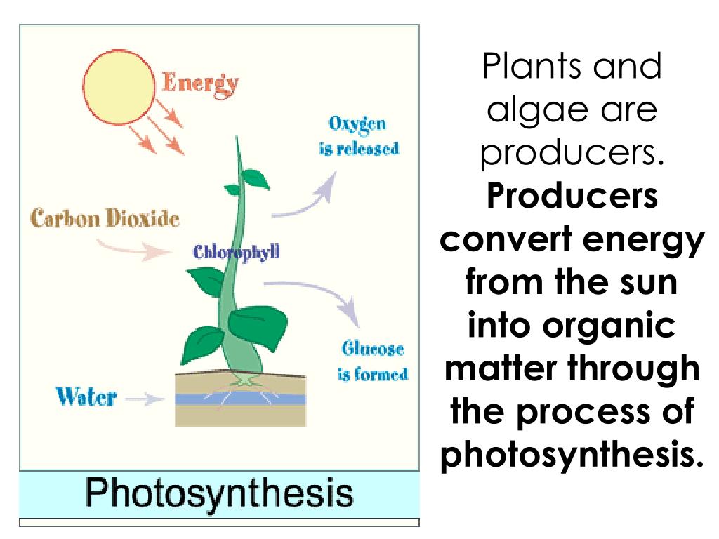 PPT Organisms in an ecosystem can be classified as producers