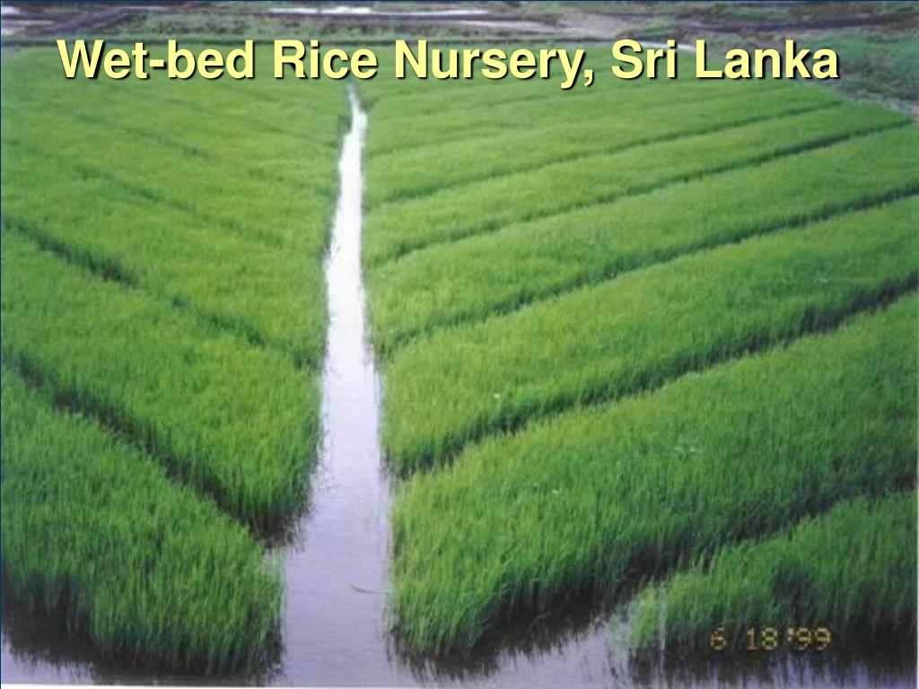 PPT Rice Nursery and Early Crop Management PowerPoint Presentation