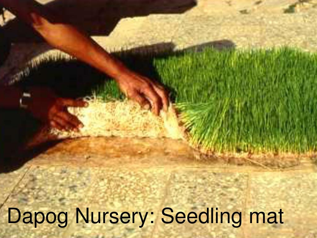 PPT Rice Nursery and Early Crop Management PowerPoint Presentation