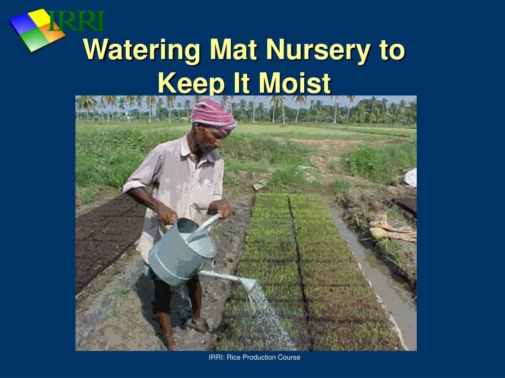 PPT Rice Nursery and Early Crop Management PowerPoint Presentation