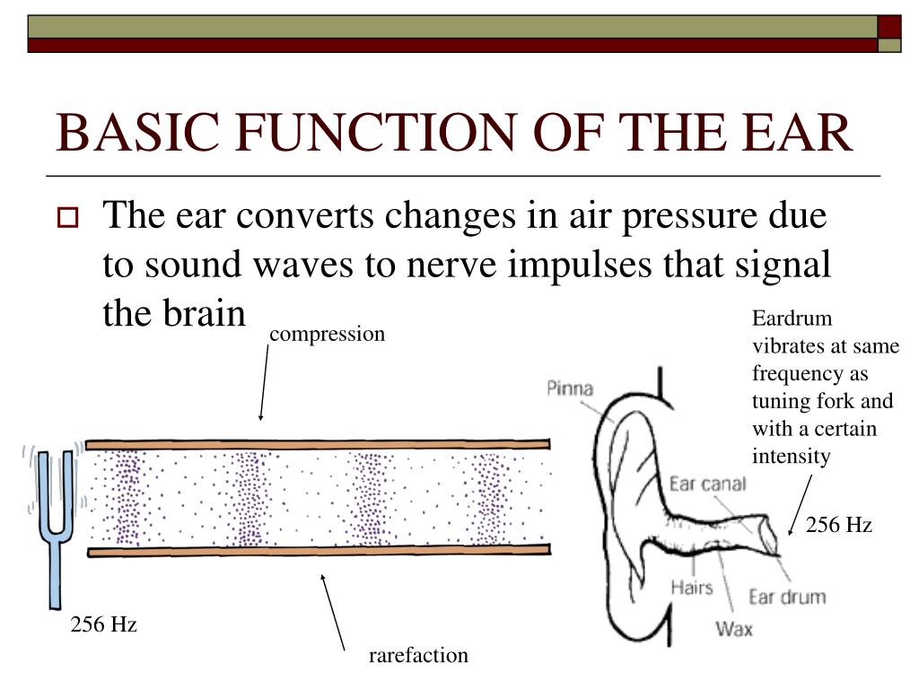 PPT Resonance, Sound Waves and The Ear PowerPoint Presentation, free