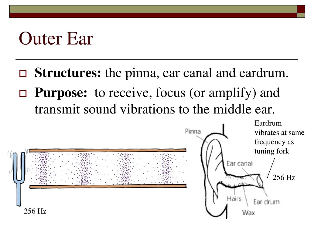 PPT Resonance, Sound Waves and The Ear PowerPoint Presentation, free