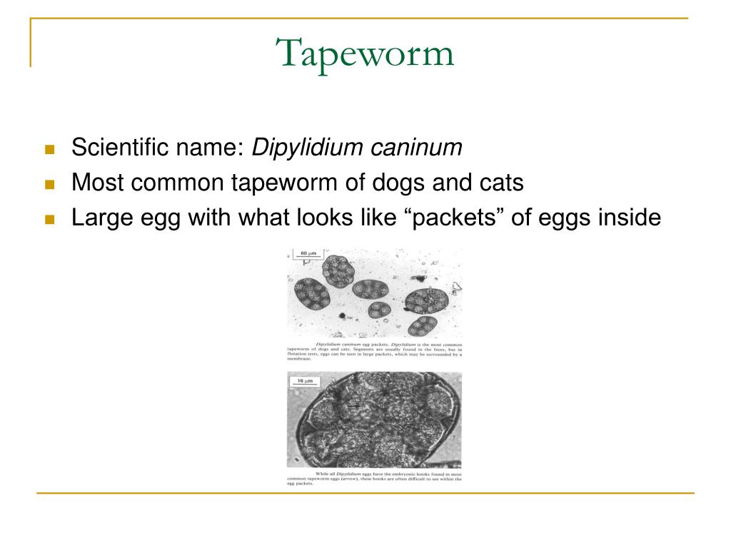 PPT Common Intestinal Parasites PowerPoint Presentation, free
