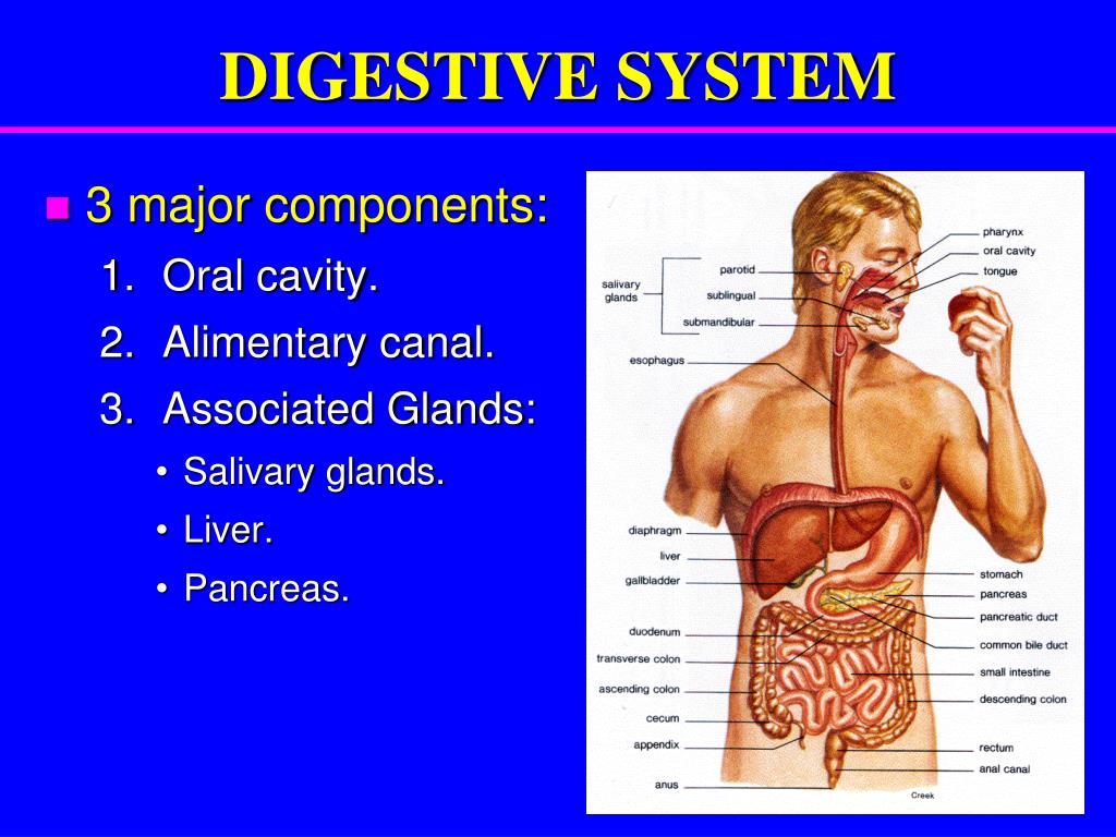 PPT DIGESTIVE SYSTEM PowerPoint Presentation, free download ID6015619