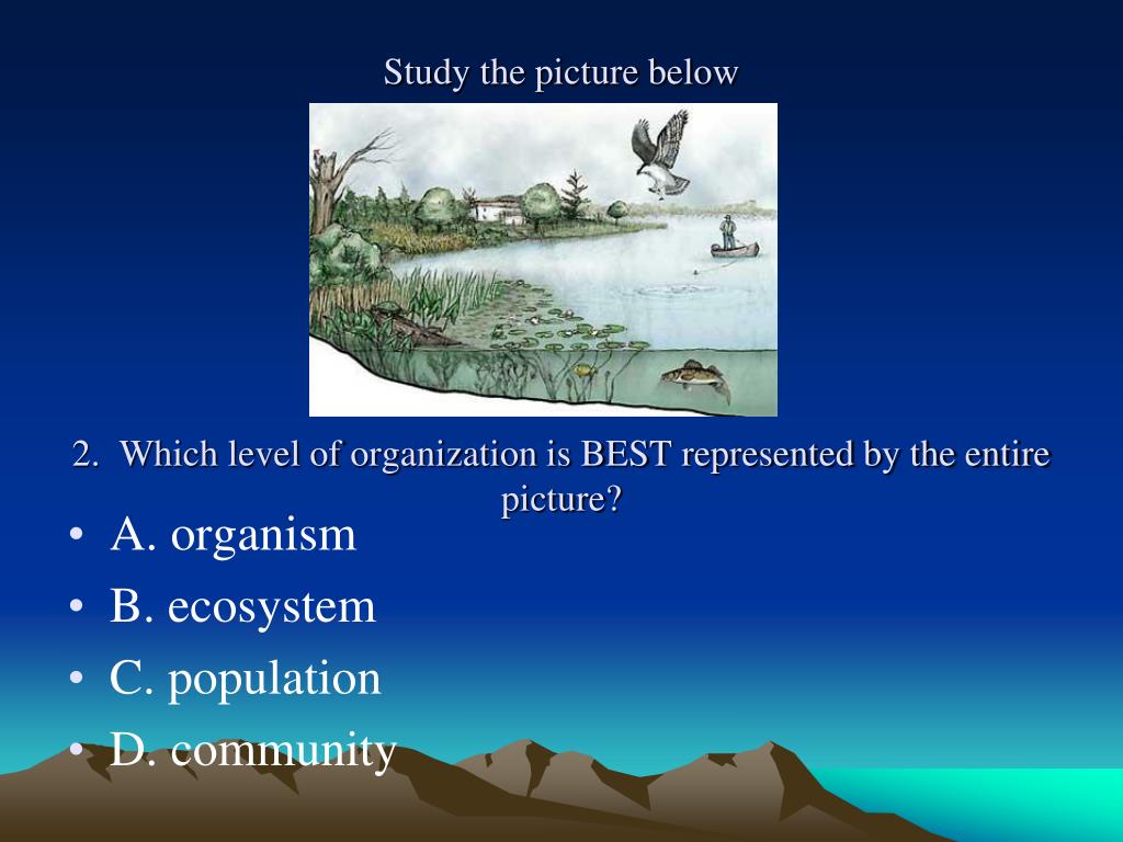 PPT Levels of Organization Quiz PowerPoint Presentation, free