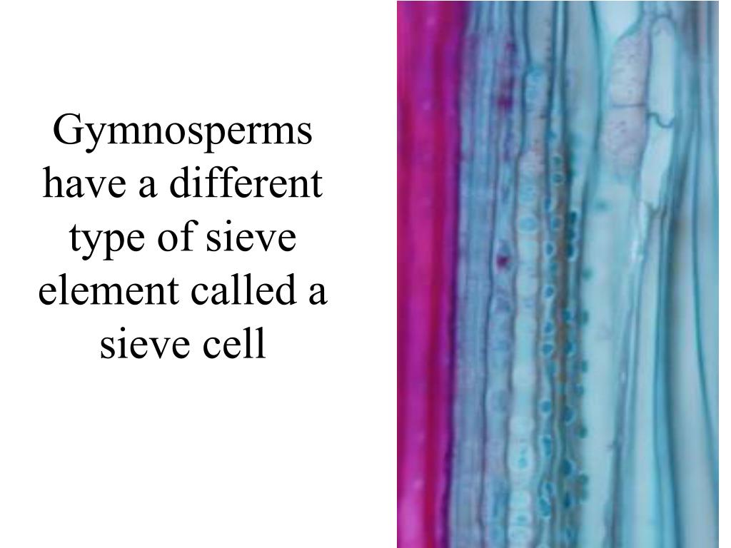 PPT Vessels have independently evolved in six different plant groups