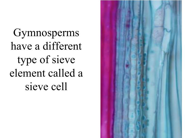 PPT Vessels have independently evolved in six different plant groups