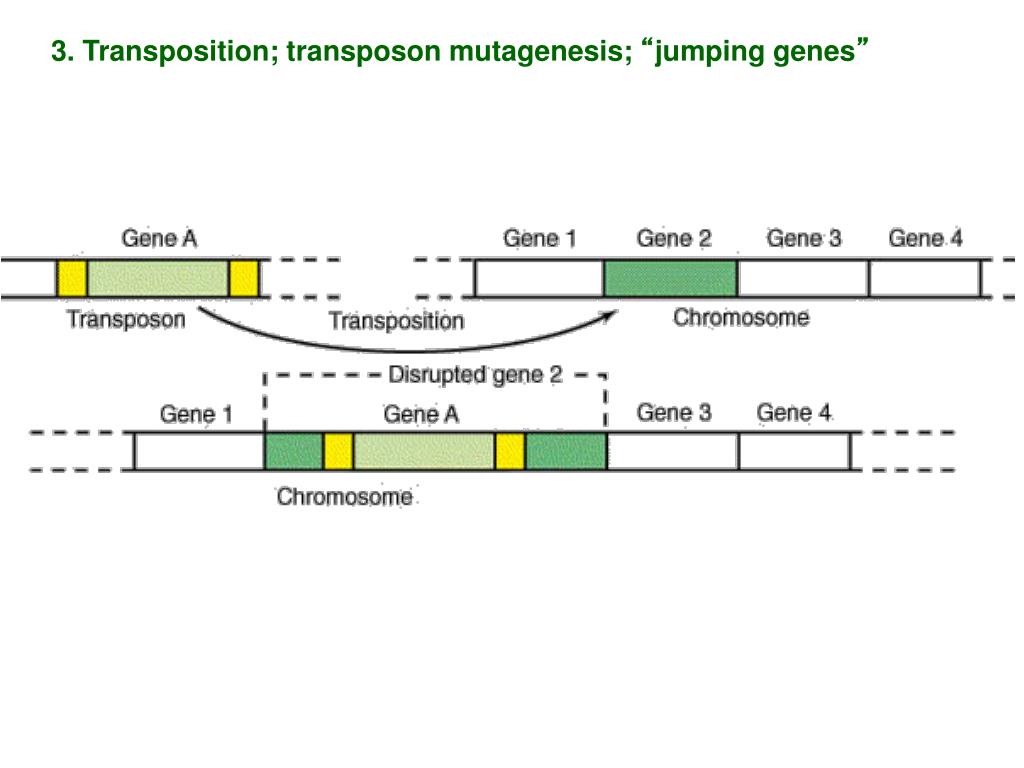 PPT Molecular Evolution PowerPoint Presentation, free download ID