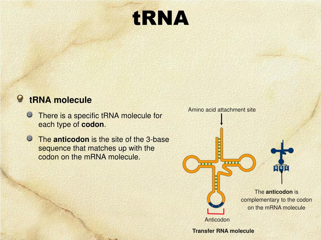 PPT mRNA Codes for Amino Acids PowerPoint Presentation, free download