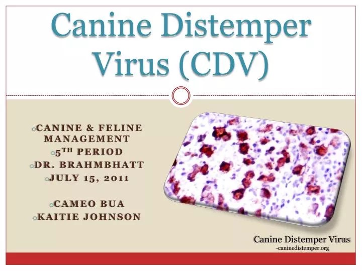 PPT Canine Distemper Virus (CDV) PowerPoint Presentation ID6028011