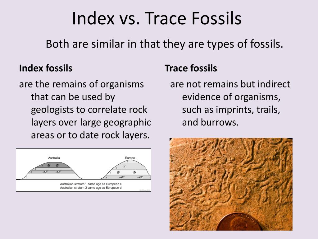 PPT T5 Fossils & the Rock Records PowerPoint Presentation, free