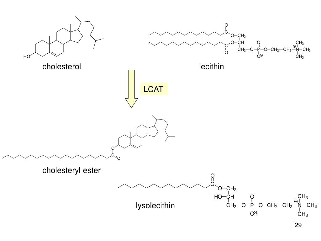 PPT Lipoproteins PowerPoint Presentation, free download ID6039807