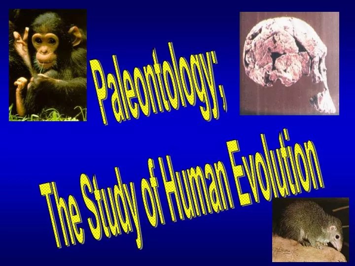 PPT Paleontology; The Study of Human Evolution PowerPoint