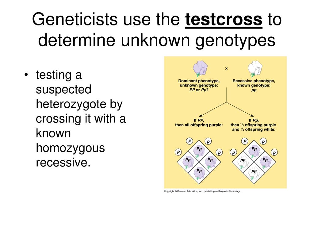 How Do You Determine An Unknown Genotype slidesharetrick