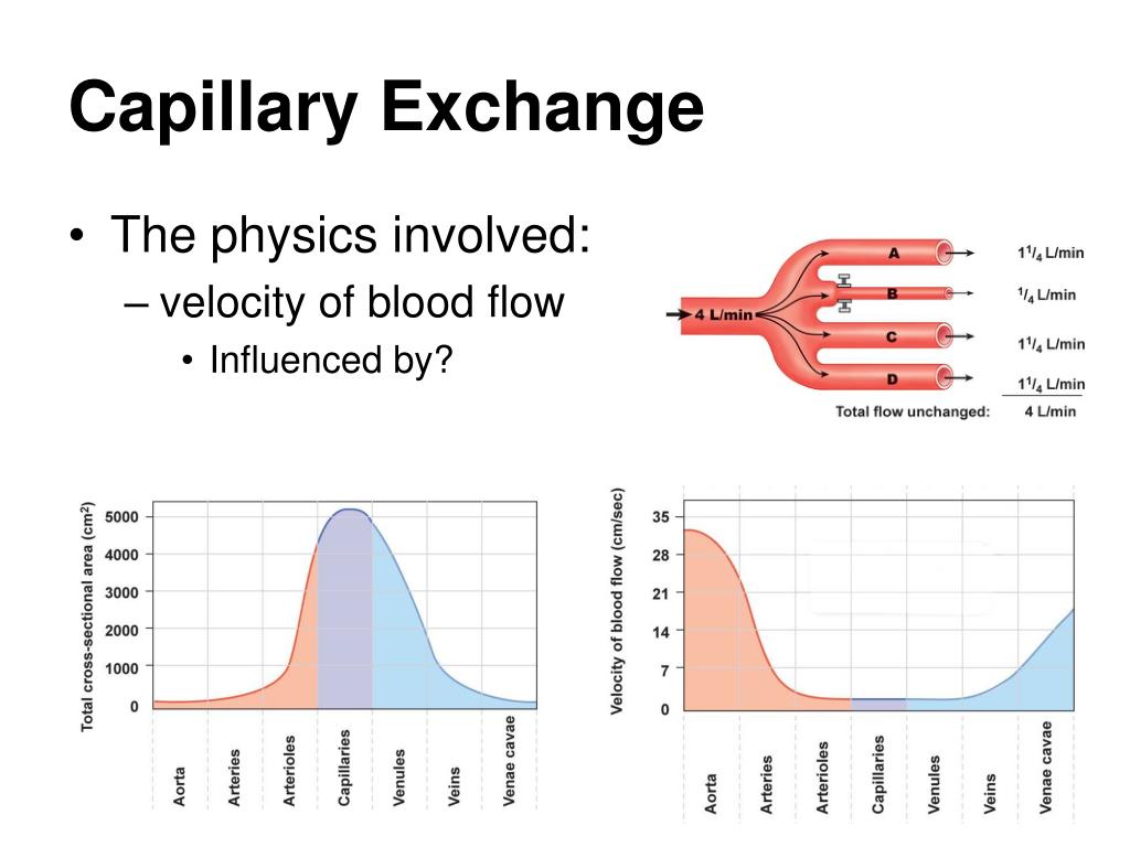 PPT Cardiovascular Physiology PowerPoint Presentation, free download