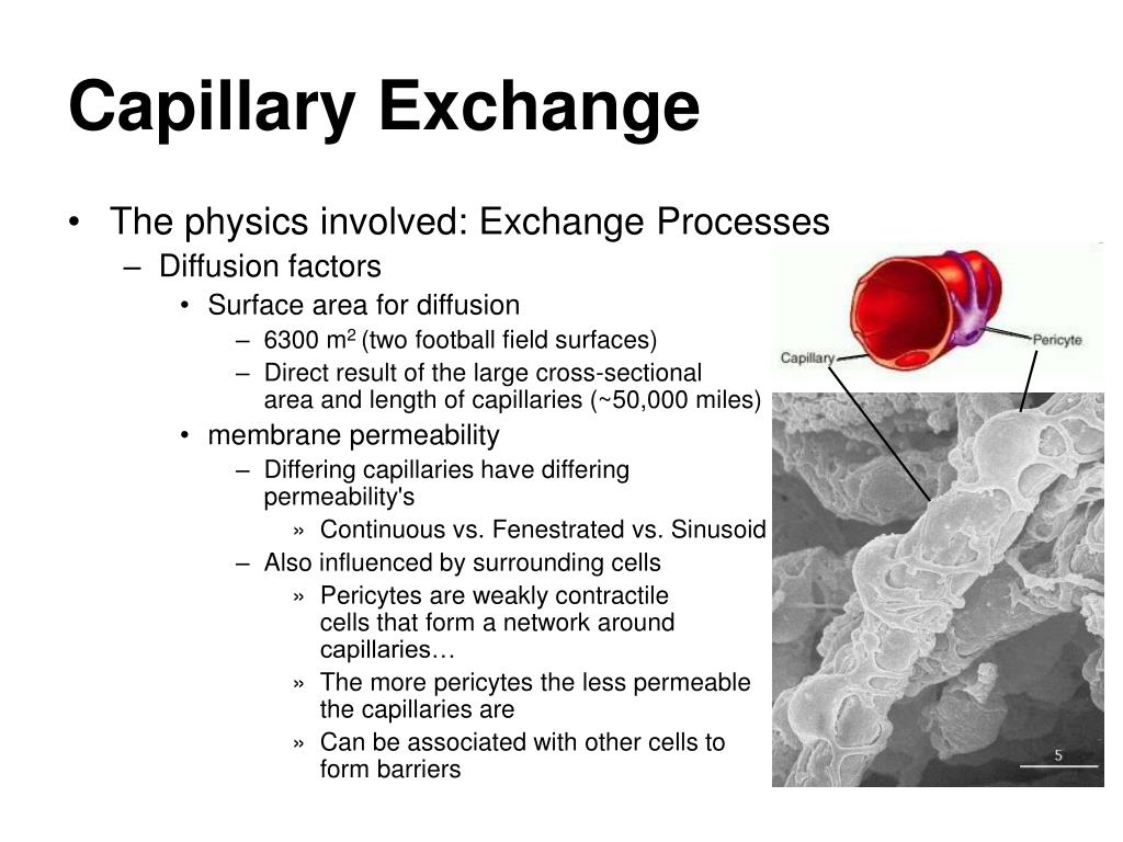 PPT Cardiovascular Physiology PowerPoint Presentation, free download