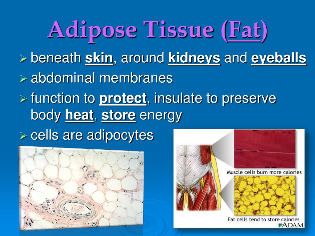 PPT TISSUES a group or mass of similar cells working together to