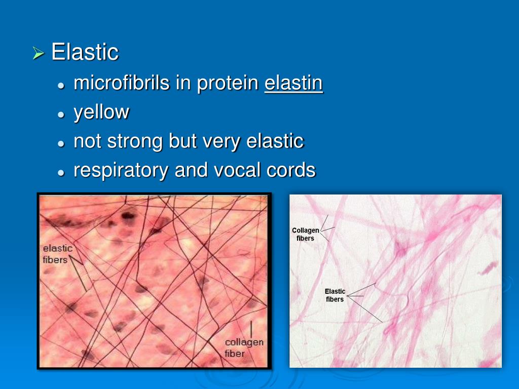 PPT TISSUES a group or mass of similar cells working together to