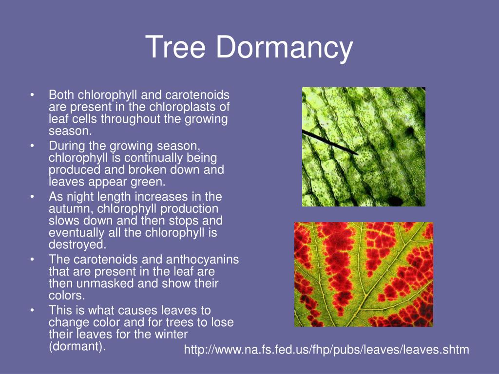 PPT Behavioral Cycles Among Different Organisms PowerPoint
