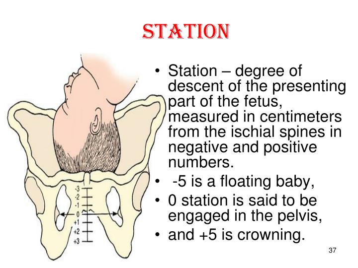 PPT Organization of obstetric care. Physiological duration of
