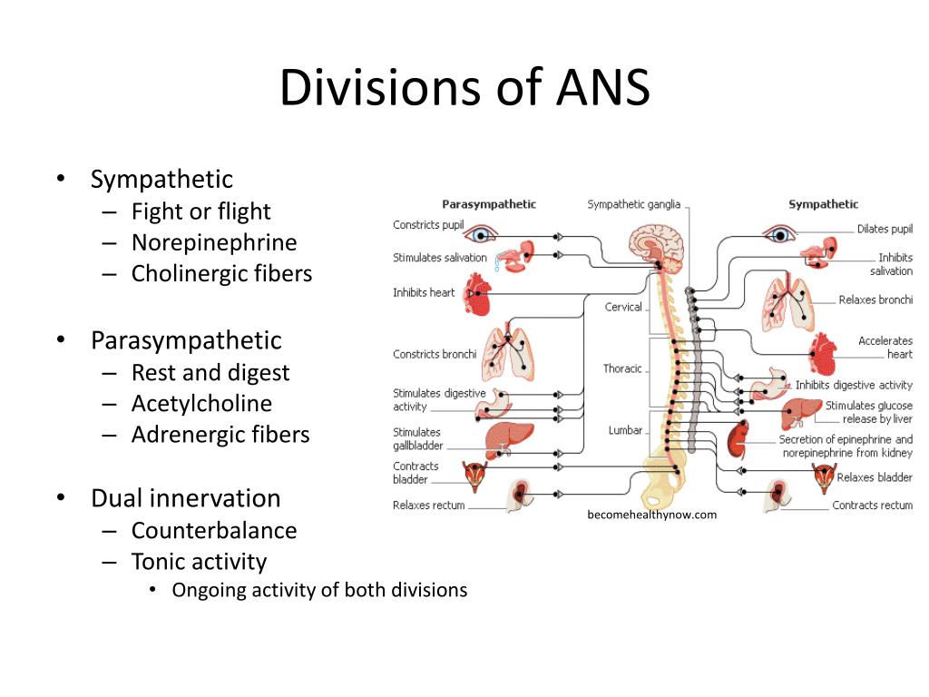 PPT The Peripheral Nervous System Efferent Division PowerPoint