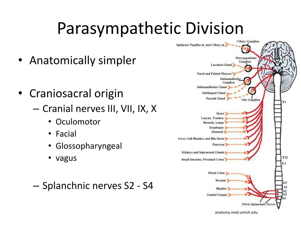 PPT The Peripheral Nervous System Efferent Division PowerPoint