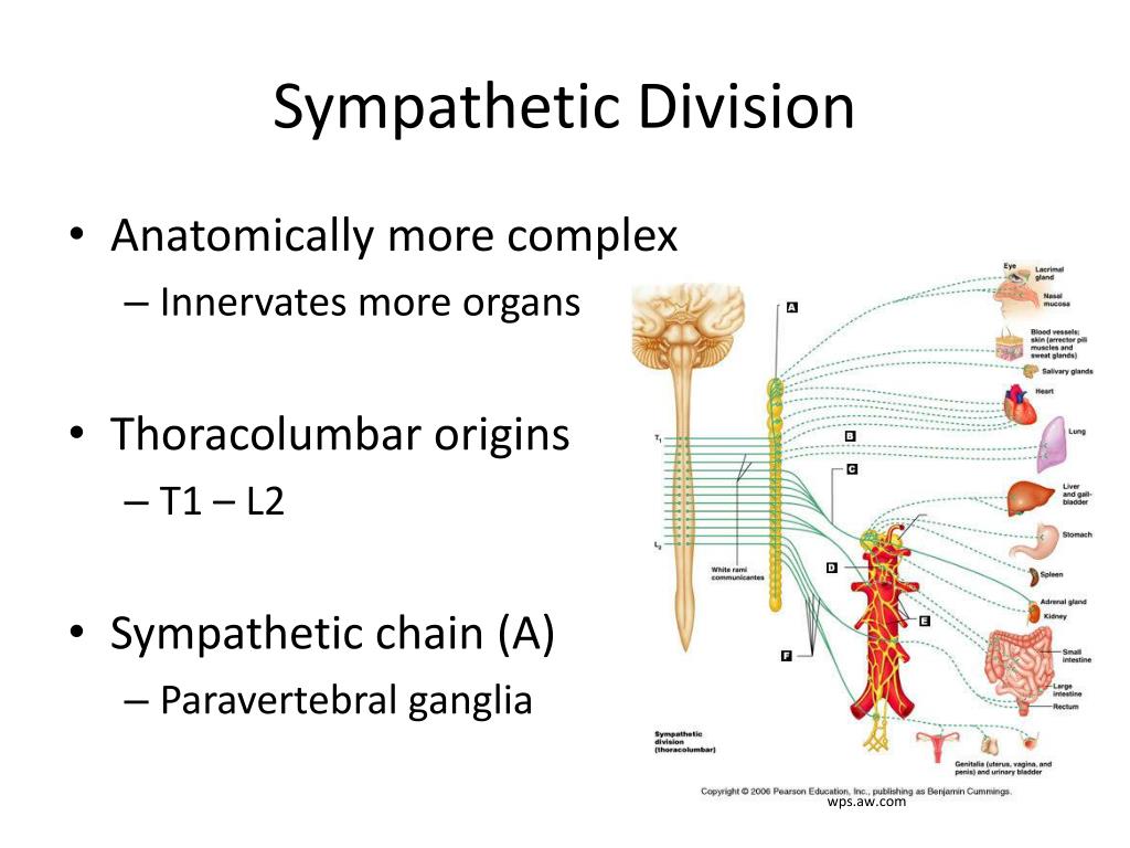 PPT The Peripheral Nervous System Efferent Division PowerPoint