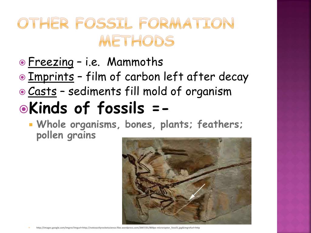 PPT Dating Fossils PowerPoint Presentation, free download ID6052840