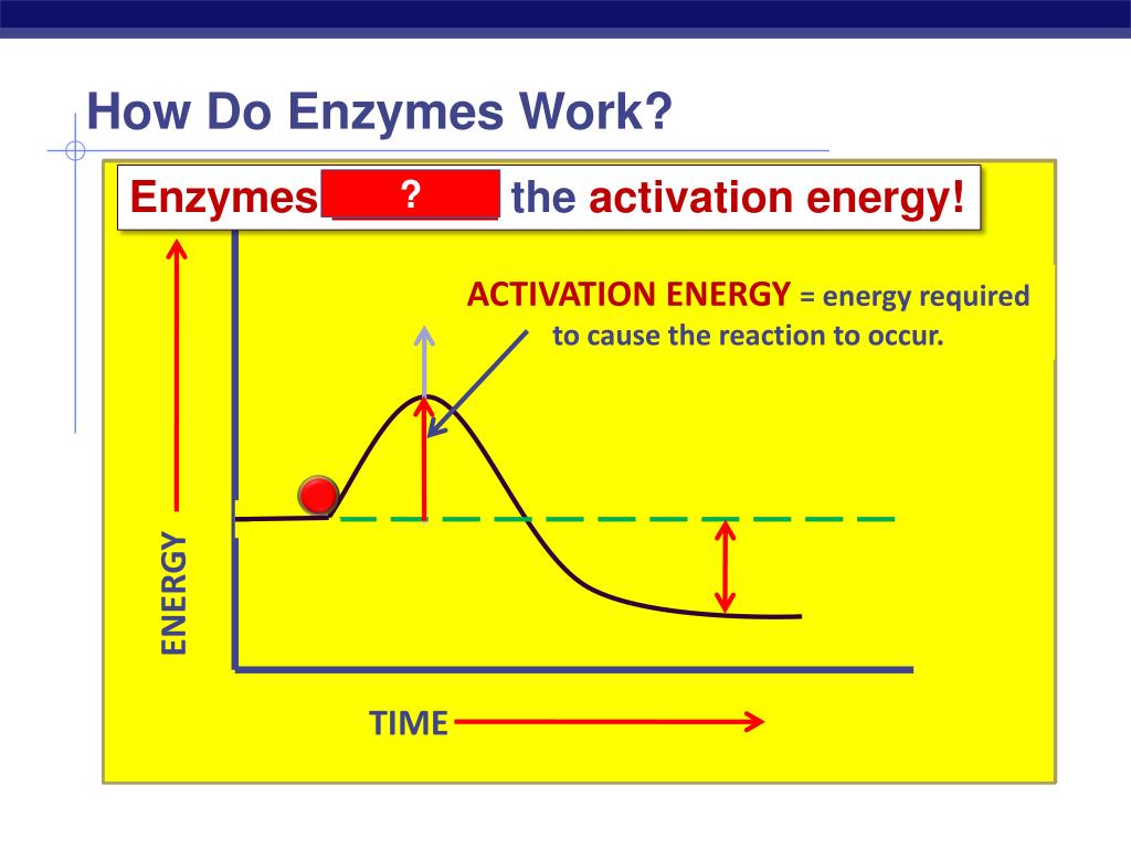 PPT Goal 2.04 Enzymes “Helper” Protein molecules PowerPoint