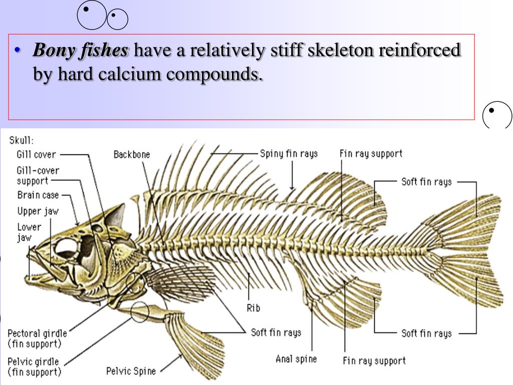PPT 25.3 General Characteristics of Bony Fishes PowerPoint Presentation ID6067253