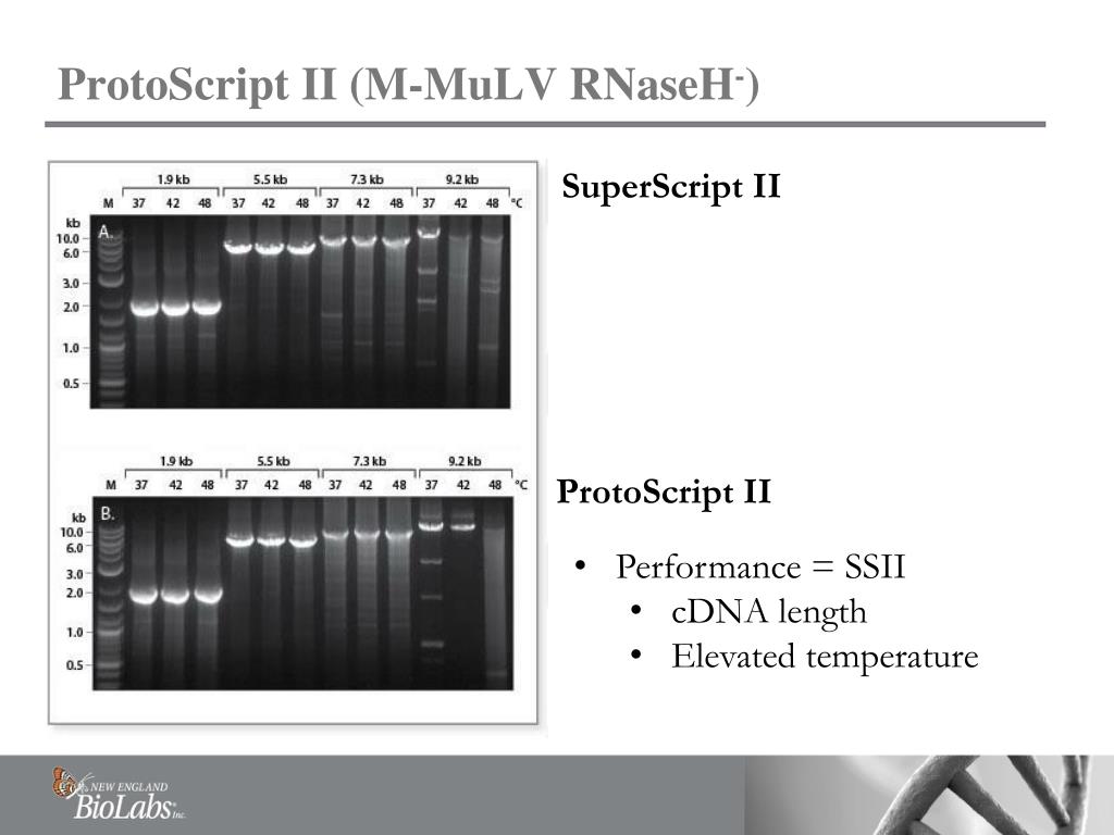 PPT RNA Technical Training PowerPoint Presentation, free download
