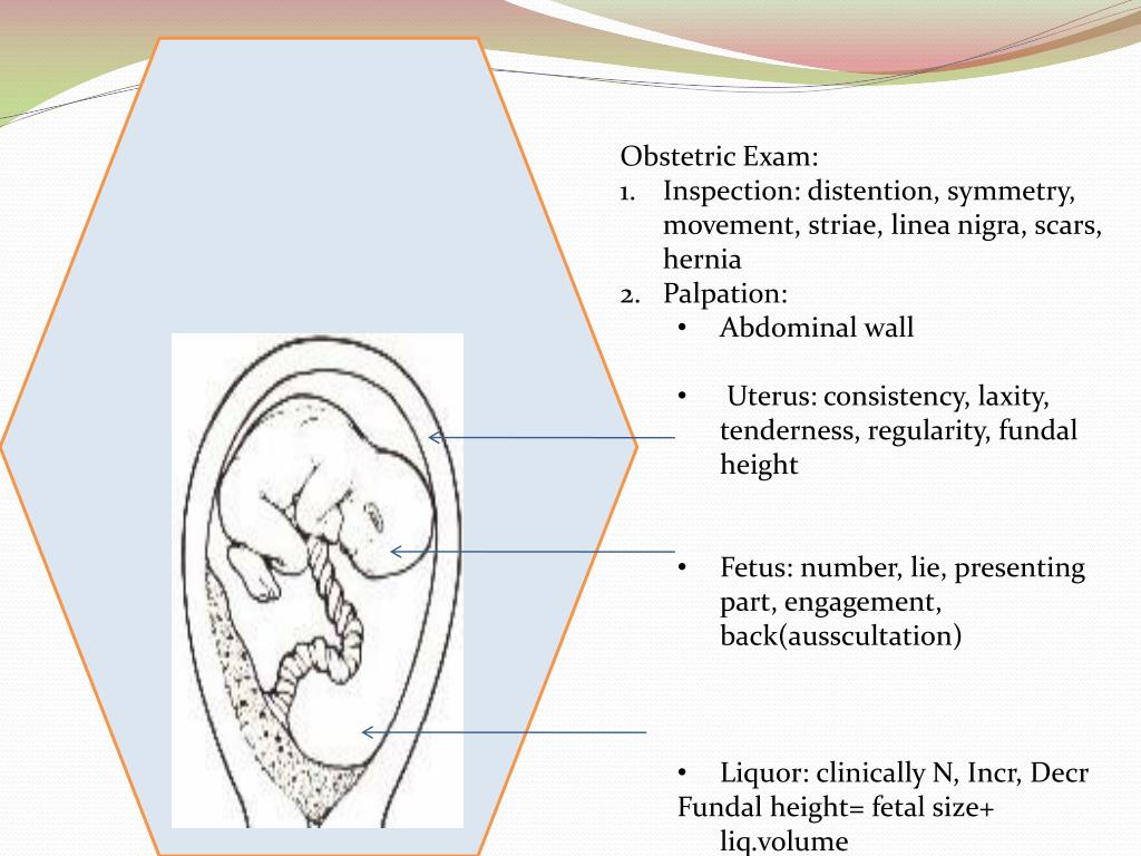 PPT Abdominal palpation= systemic + obstetric PowerPoint Presentation
