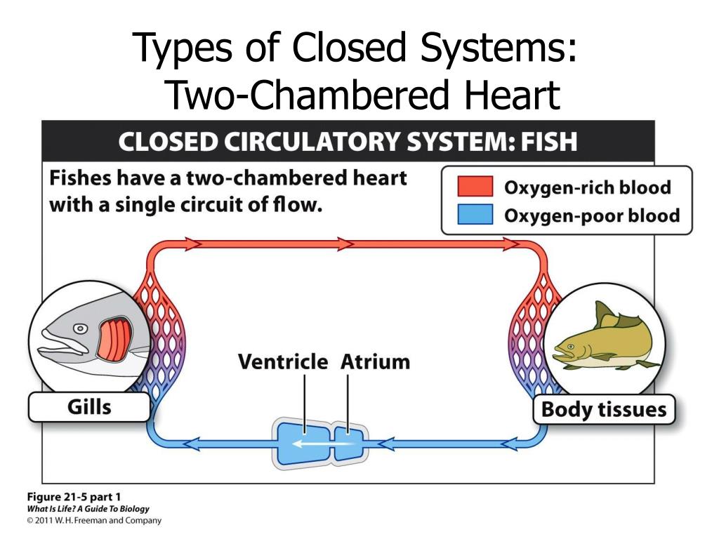 Fish Two Chambered Heart Circulatory Systems