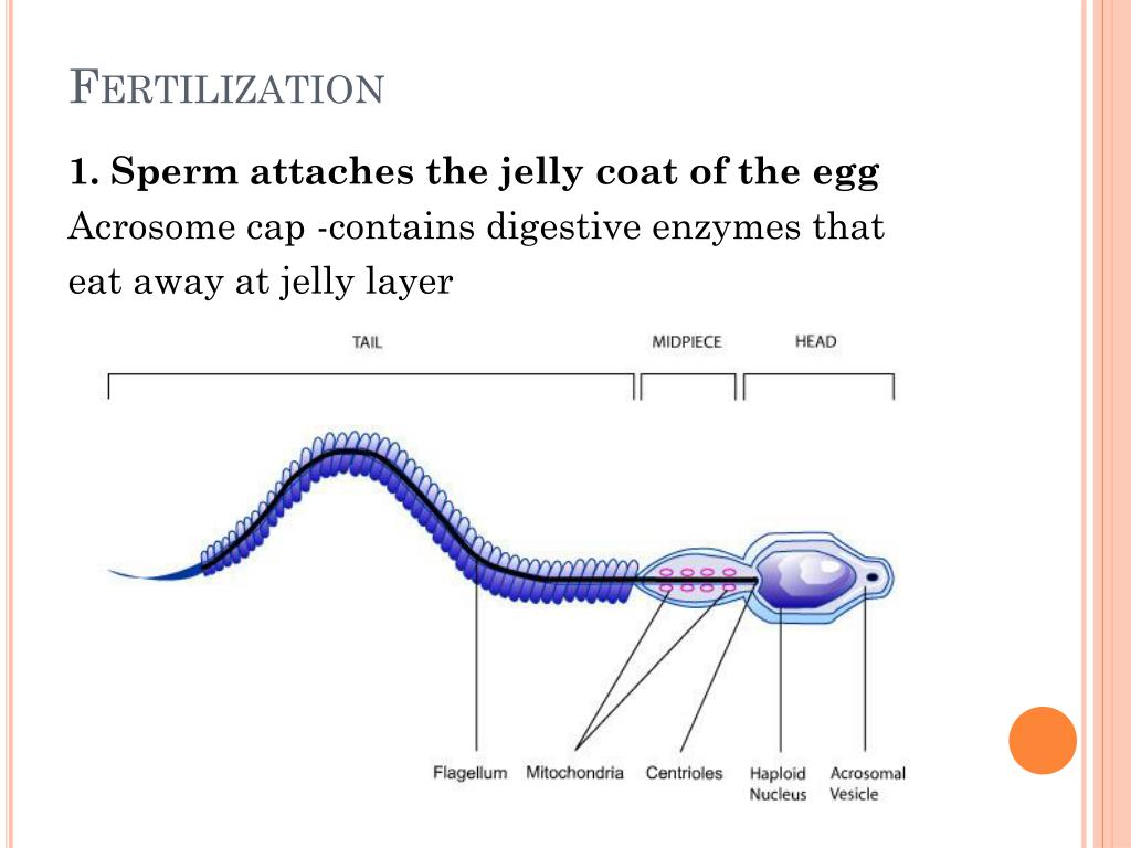 PPT Developmental Biology PowerPoint Presentation, free download ID