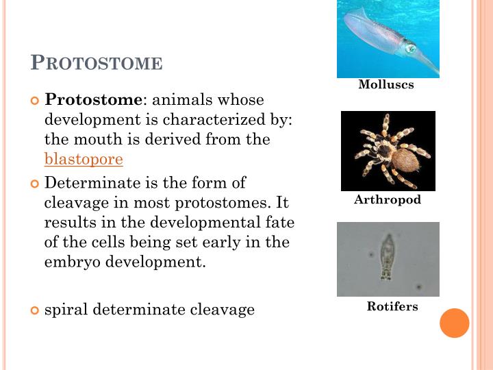 PPT Developmental Biology PowerPoint Presentation ID6073828